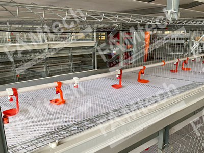 broiler-chicken-cage-system-design broiler chicken cage system design