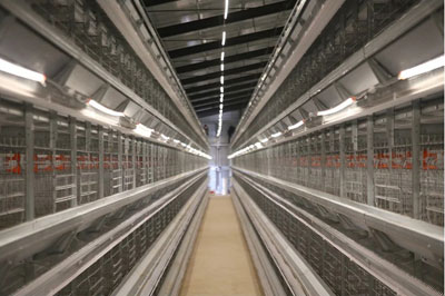 broiler-chicken-cage broiler chicken cage