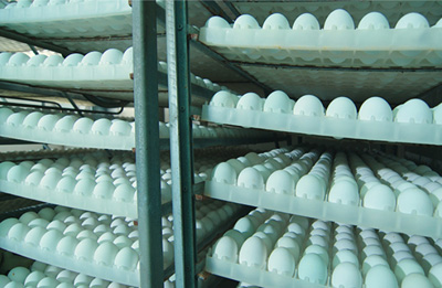 egg-trays-for-cabinet-incubator egg trays for cabinet incubator