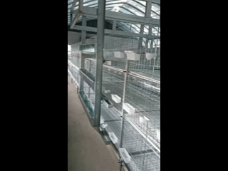 pigeon-bird-cage-for-sale pigeon bird cage for sale