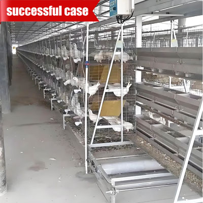 pigeon-bird-cage pigeon bird cage