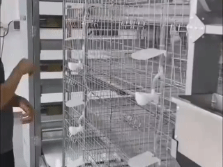 pigeon-cage-for-sale-case pigeon cage for sale case