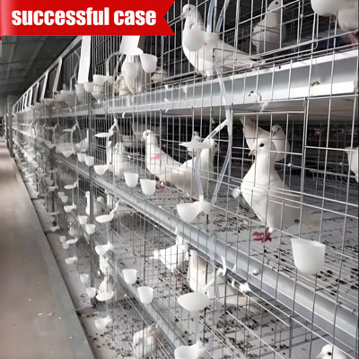 pigeon-cages-for-sale pigeon cages for sale