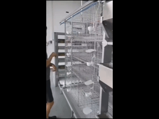 pigeon-dove-cage-for-sale pigeon dove cage for sale