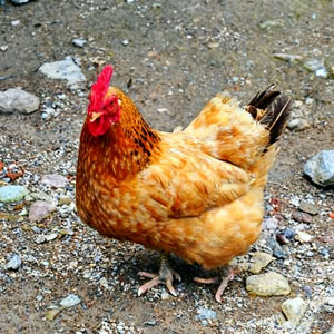 Xianju chicken