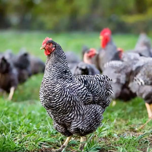 chinese barred chicken