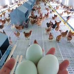 egg production in poultry