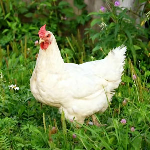 white leghorn