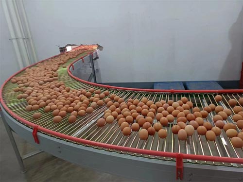 rtl-cage-egg-collect-system