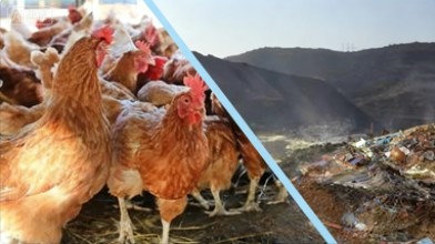 fermentation tank manure