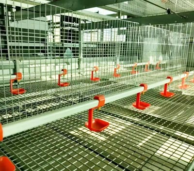 H-type-chicken-layer-battery-cage H type chicken layer battery cage