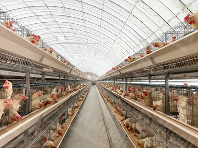 battery-cage-for-layers battery cage for layers