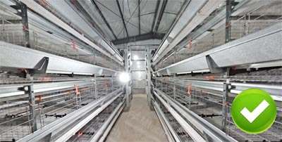 battery-cage-laying-hen battery cage laying hen