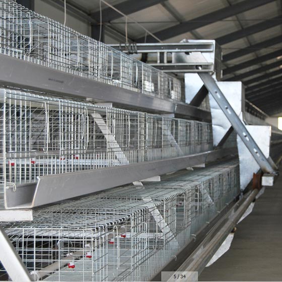 battery cage poultry farming