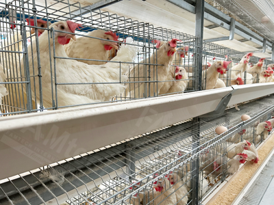 battery-cage-system-for-layers battery cage system for layers