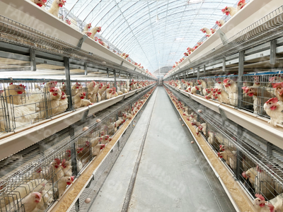 chicken-layer-battery-cage chicken layer battery cage