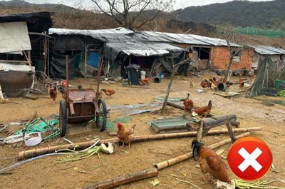 dirty-chicken-house dirty chicken house