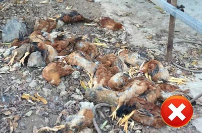 disease-in-chicken disease in chicken