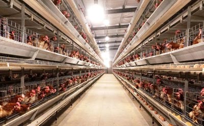 lights-in-battery-layer-cage lights in battery layer cage