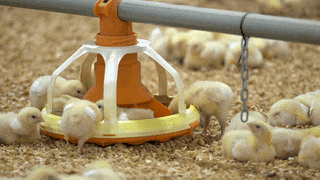 30000-chicken-slatted-floor-system 30000 chicken slatted floor system