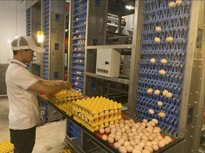 battery-cage-price battery cage price