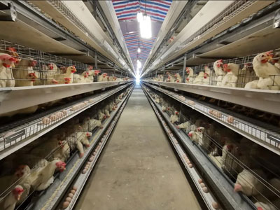 cage-battery-system cage battery system