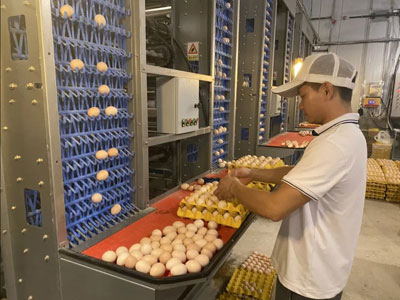 poultry-farm-cages poultry farm cages