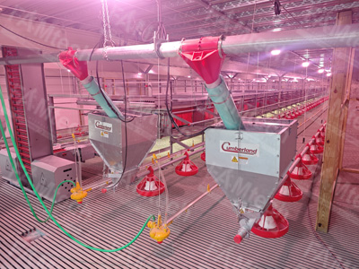 aviary poultry systems case