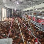 aviary poultry systems
