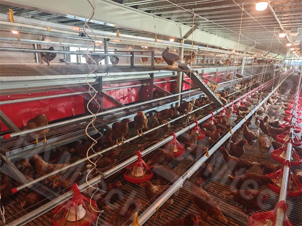 aviary system supplier